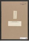 Navicula sp. (de-Toni-Nr.: Genus 1) Zeichnungen Sammlung Grunow Nr. 1620 (NHMW-BOT-W0368176)